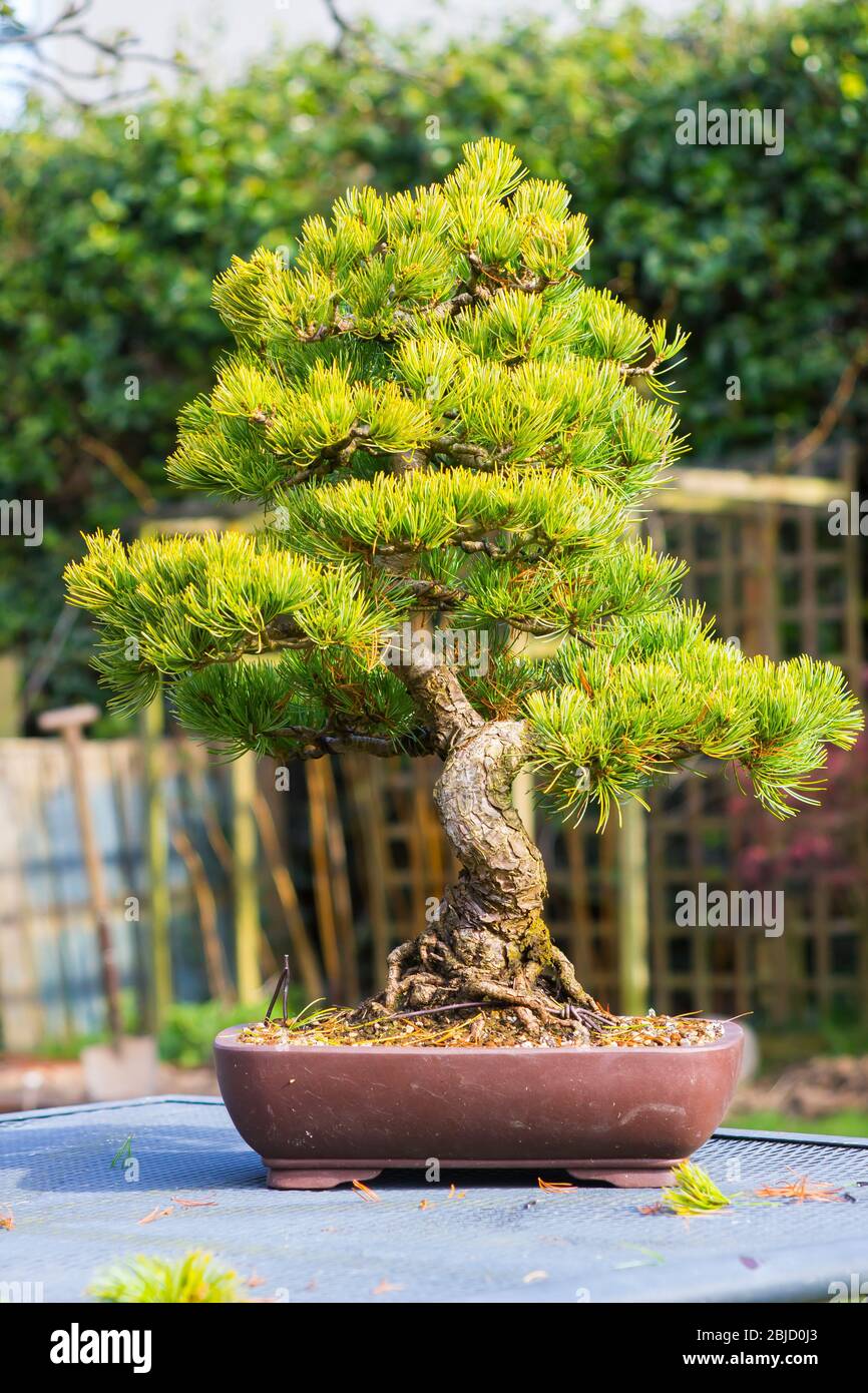 Un spécimen de bonsai de PIN blanc japonais (Pinus Parviflora) dans un pot de bonsai en céramique peu profonde dans un jardin en Irlande du Nord Banque D'Images