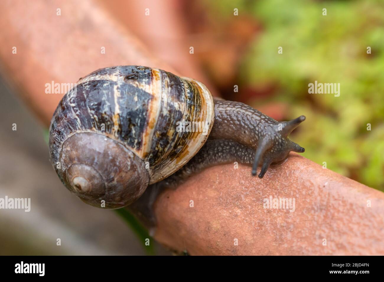 Escargot de jardin (Cornu aspersum, également appelé Helix aspersa) sur un pot à fleurs, Royaume-Uni Banque D'Images