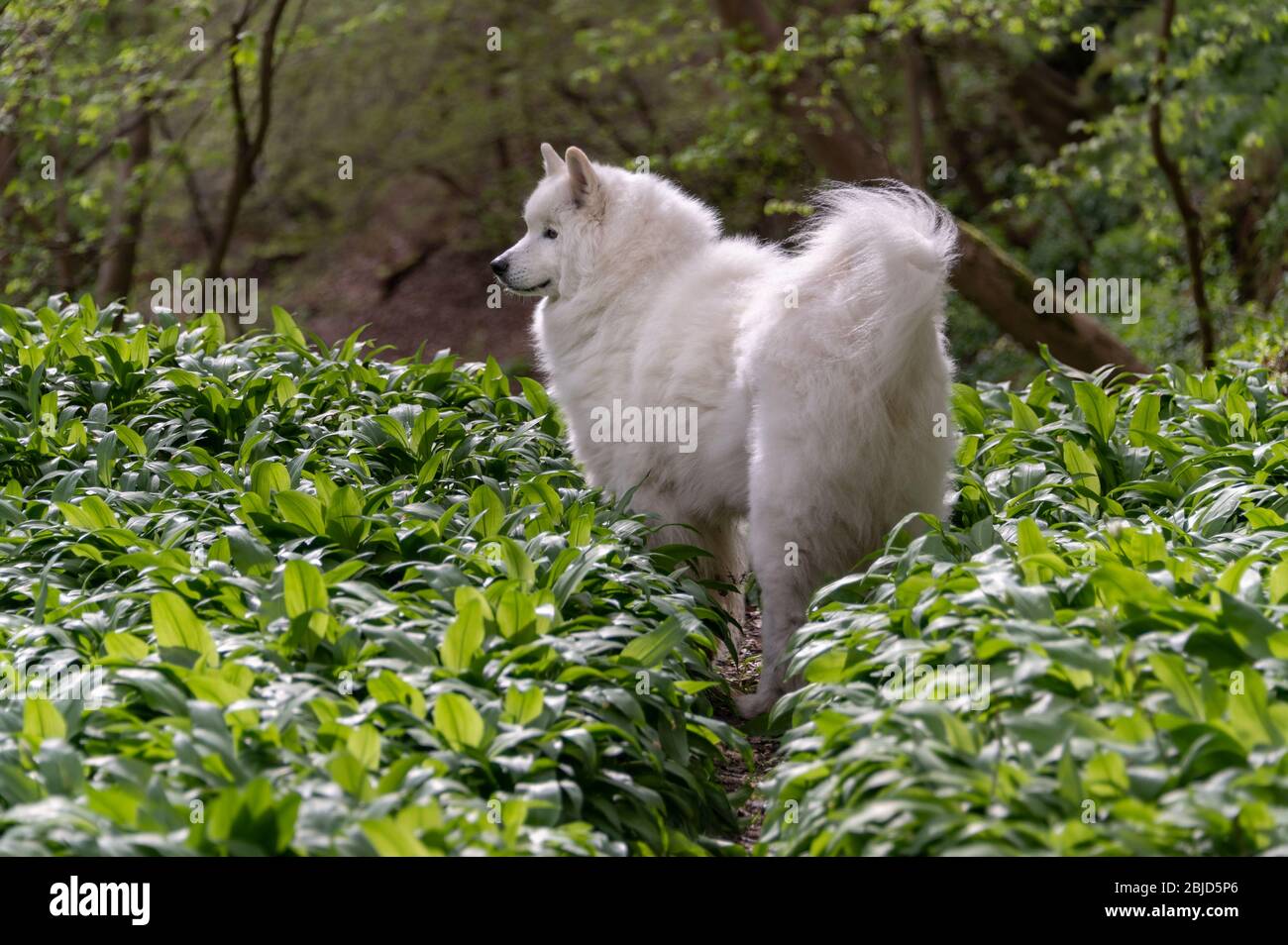 Chien samoyé dans la forêt de printemps Banque D'Images