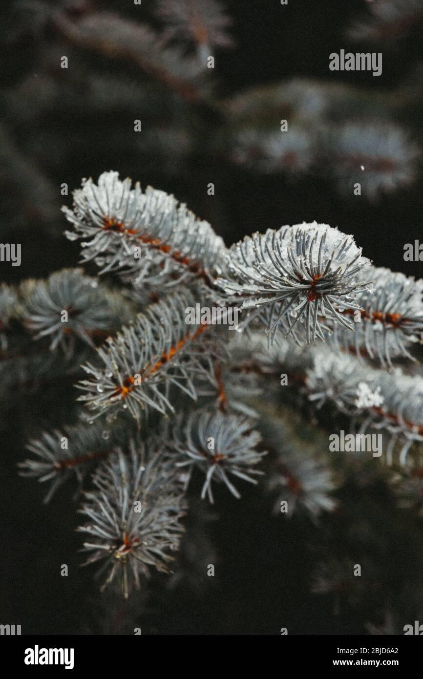 gros plan enneigé et humide de branches d'épinette bleue avec aiguilles Banque D'Images