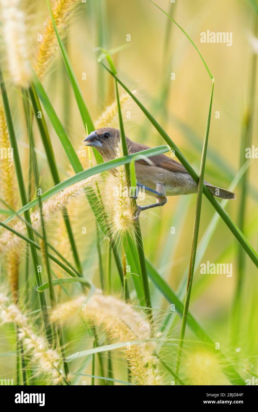 Moria à la poitrine de scalyeuse - Lonchura punctulata, beau petit oiseau brun perché des forêts et des bois d'Asie du Sud-est, Pangkor, Malaisie. Banque D'Images