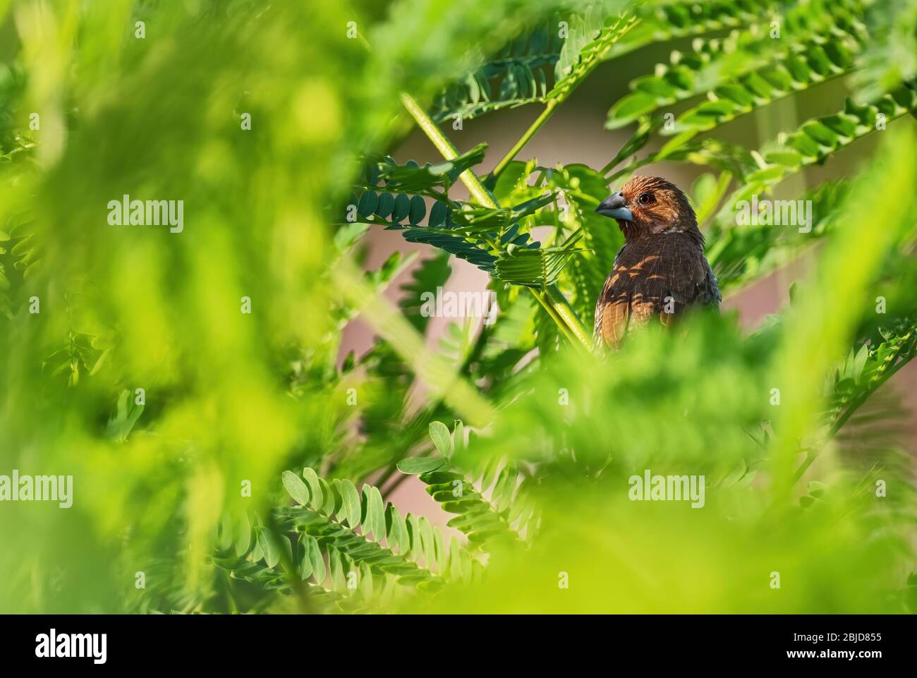Moria à la poitrine de scalyeuse - Lonchura punctulata, beau petit oiseau brun perché des forêts et des bois d'Asie du Sud-est, Pangkor, Malaisie. Banque D'Images