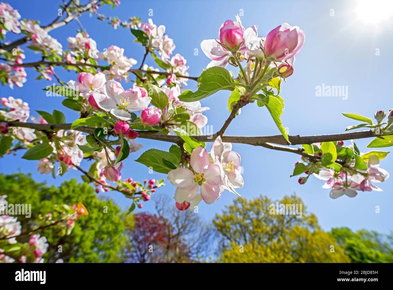 Gros plan de pommier fleuri (Malus domestica) dans la fleur montrant la brindille avec des fleurs roses au printemps Banque D'Images