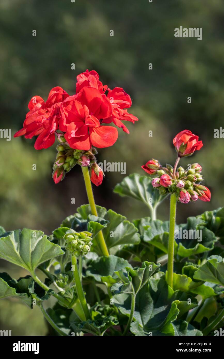 Géraniums rouges / pélargonium / storksbill (espèces de pélargonium) en fleur dans le jardin au printemps Banque D'Images