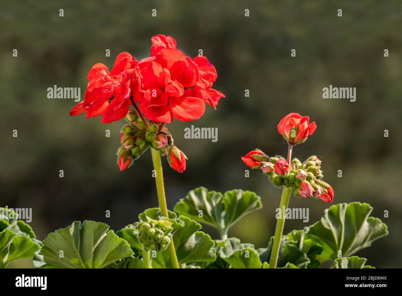 Géraniums rouges / pélargonium / storksbill (espèces de pélargonium) en fleur dans le jardin au printemps Banque D'Images