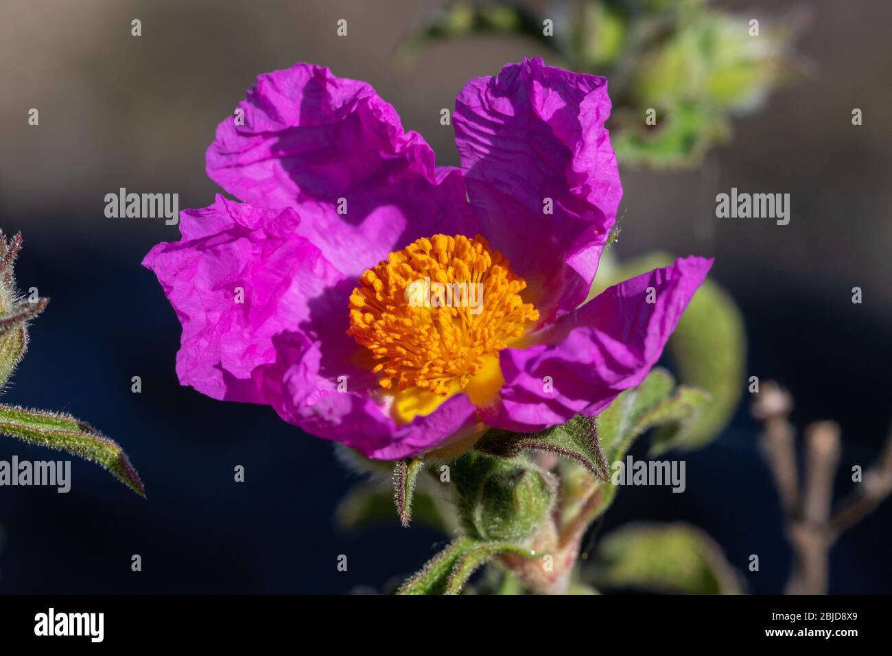 La fleur de rosier de roc (Cistis incanus) Banque D'Images