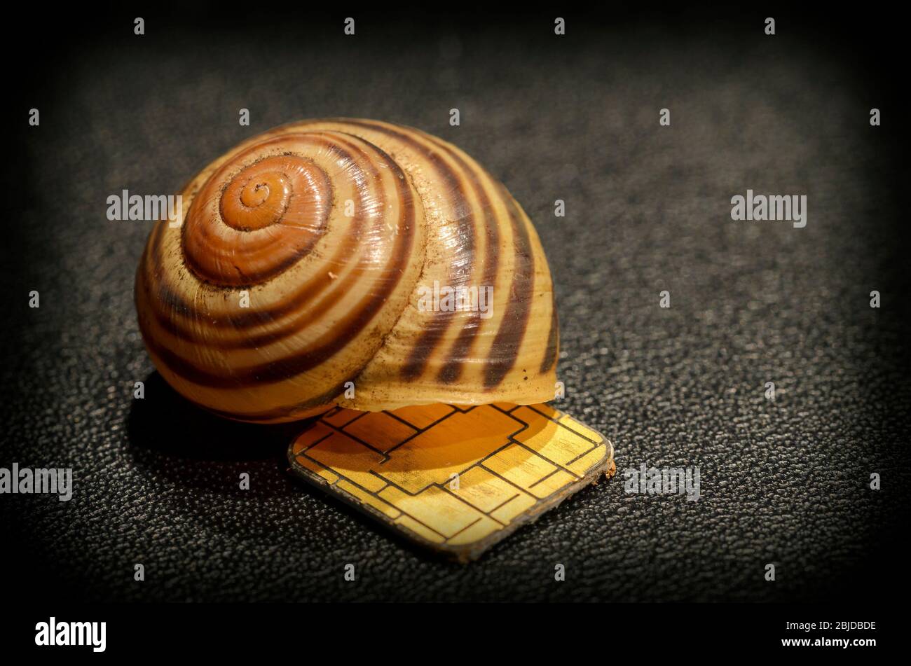 faisceau lumineux sur une puce électronique protégée par une coquille d'escargot Banque D'Images