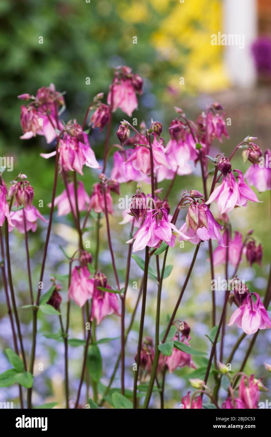Aquilegias dans un jardin de cottage. Banque D'Images