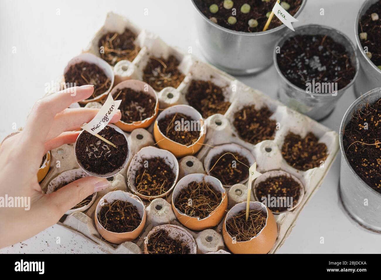 Planté les graines de micro greens à la maison. Les mains. Une alimentation saine et des vitamines naturelles. Passe-temps à la maison pour la période de quarantaine. Sur un dos blanc Banque D'Images