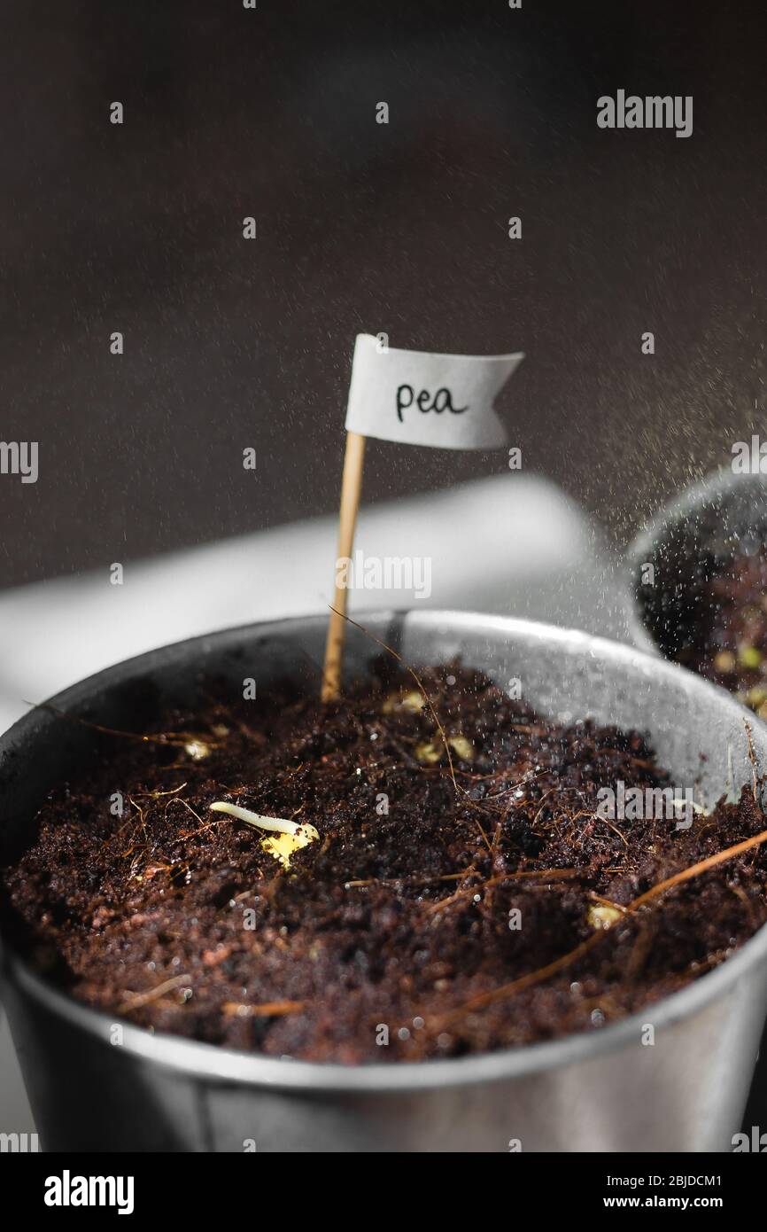Semis de graines de petits pois verts. Pluie. rainbow. Planté les graines de micro-verts à la maison. Une alimentation saine et des vitamines naturelles. Passe-temps chez vous pour le Banque D'Images