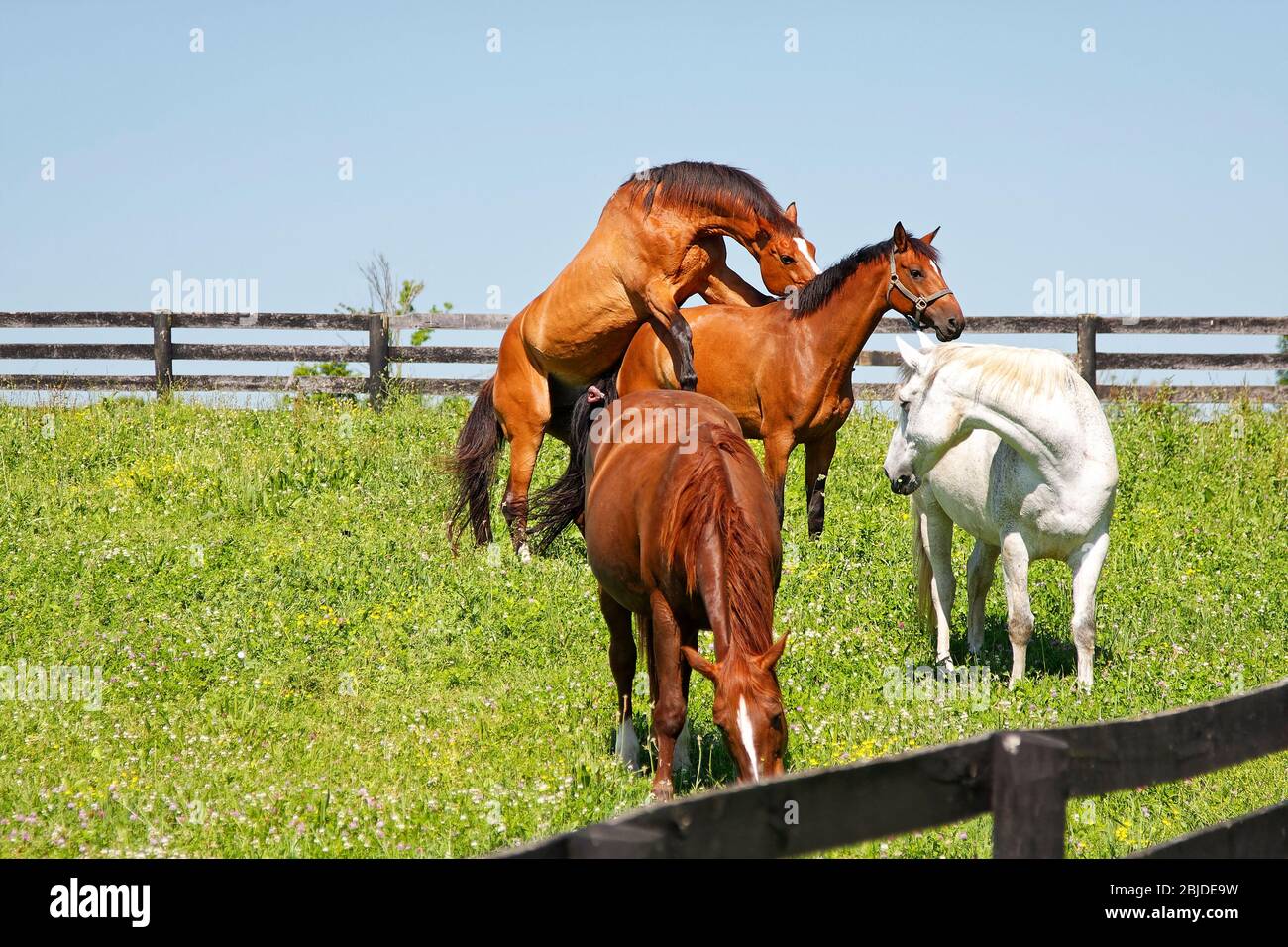 4 chevaux, pâturage vert, 2 accouplement, 1 regard, 1 pâturage, clôtures noires, équidés, animaux; Kentucky; USA, Lexington; KY; printemps Banque D'Images