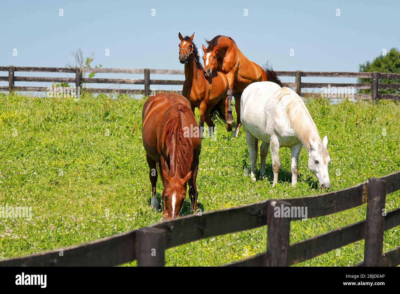 4 chevaux, pâturage vert, 2 accouplement, 2 pâturages, clôtures noires, équidés, animaux; Kentucky; États-Unis; Lexington; KY, printemps Banque D'Images