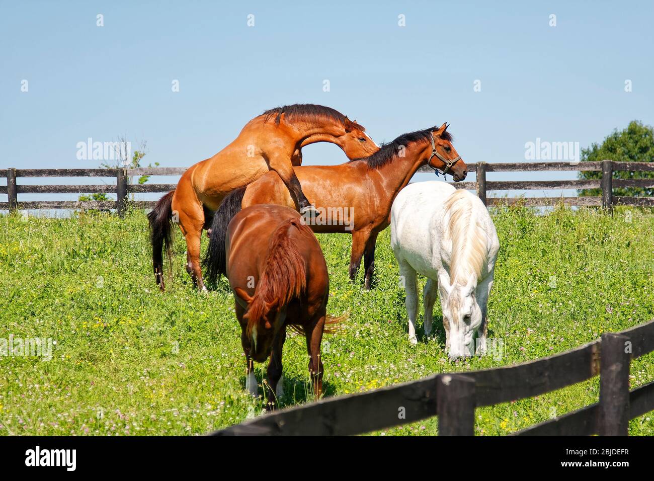 4 chevaux, pâturage vert, 2 accouplement, 2 pâturages, clôtures noires, équidés, animaux; Kentucky; États-Unis; Lexington; KY Banque D'Images