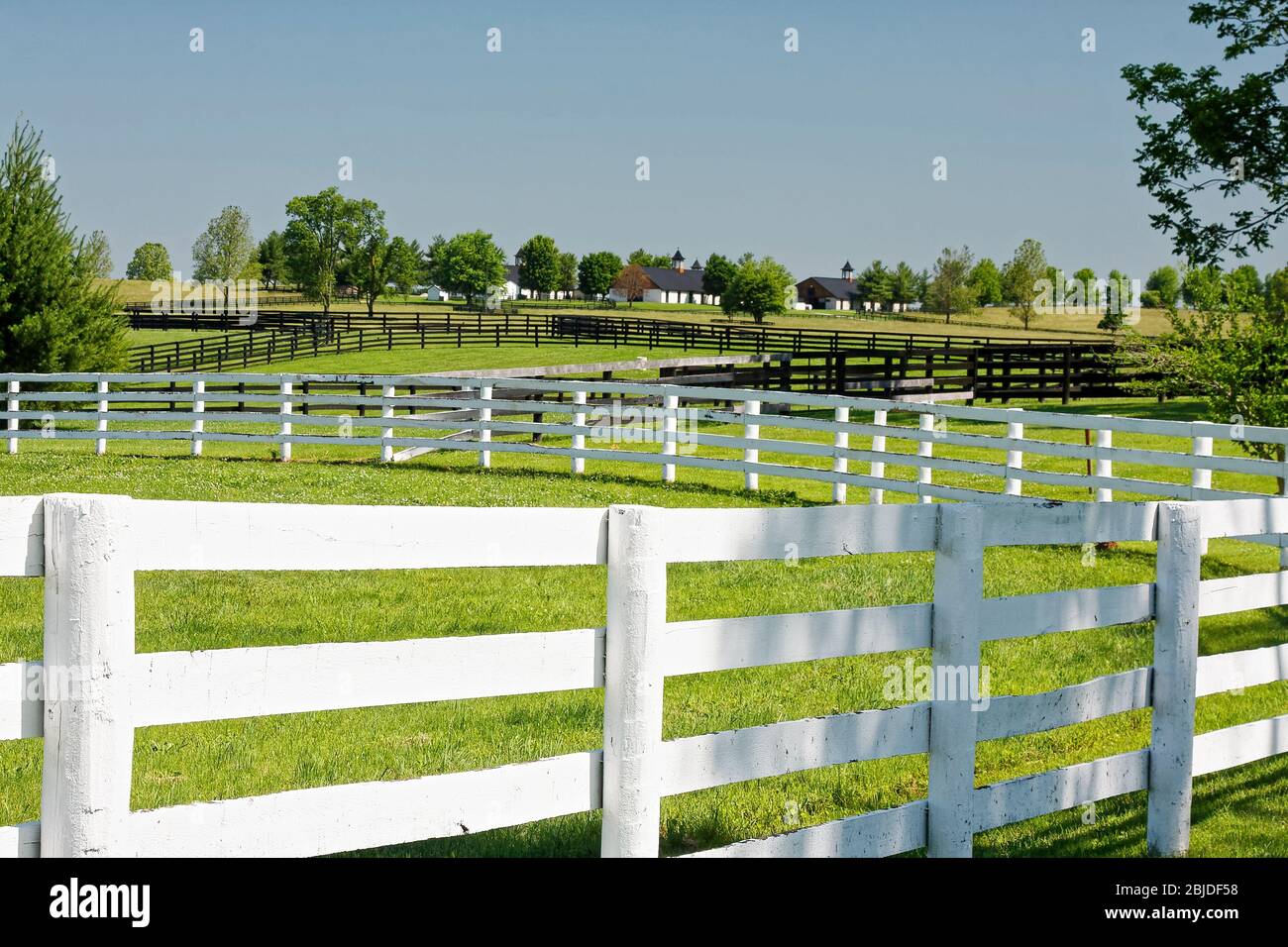 Scène de ferme de cheval, clôtures blanches étant peintes en noir, changement, herbe verte, granges, Kentucky; USA, Lexington; KY; printemps Banque D'Images