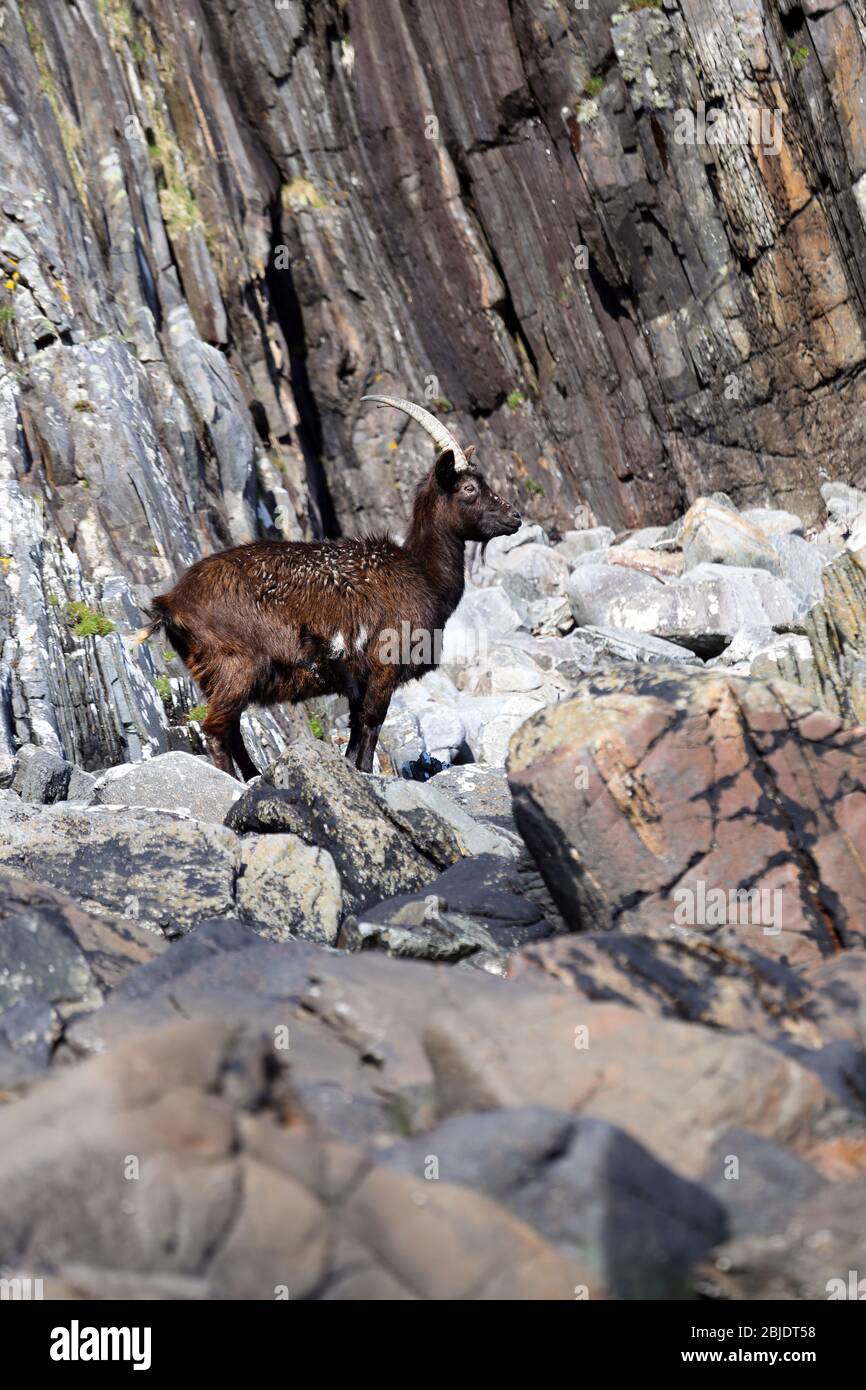Chèvres sauvages sur l'île de Mull dans les Hébrides intérieures d'Écosse Banque D'Images