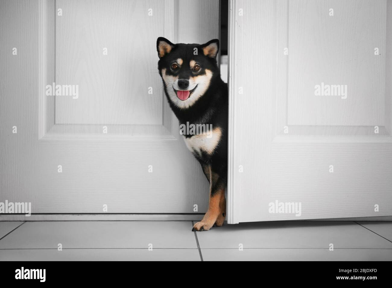 Joli chien Shiba Inu entrant dans la chambre Banque D'Images