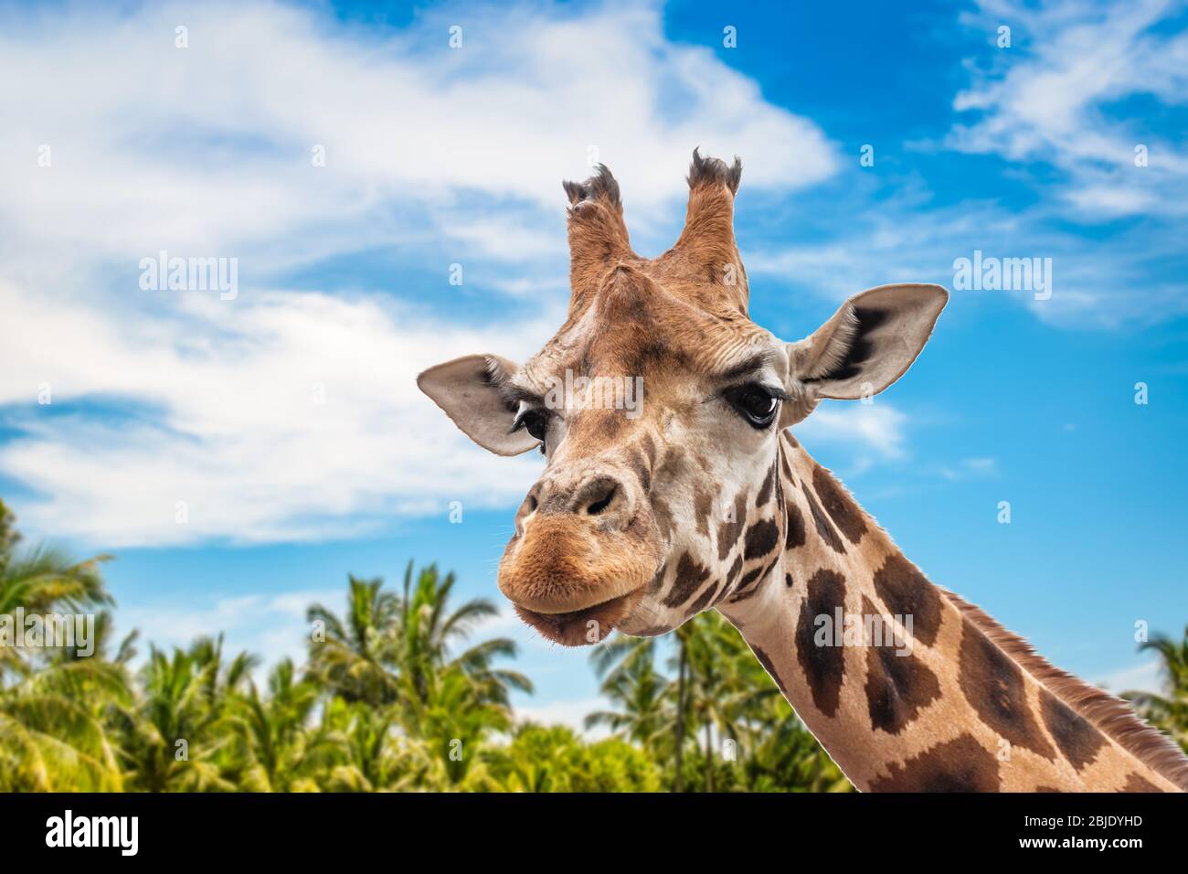 Jolie tête girafe tournée vers l'avant. Fermer la vue. Nature floue à l'arrière-plan avec ciel bleu, nuages blancs et palmiers. Banque D'Images