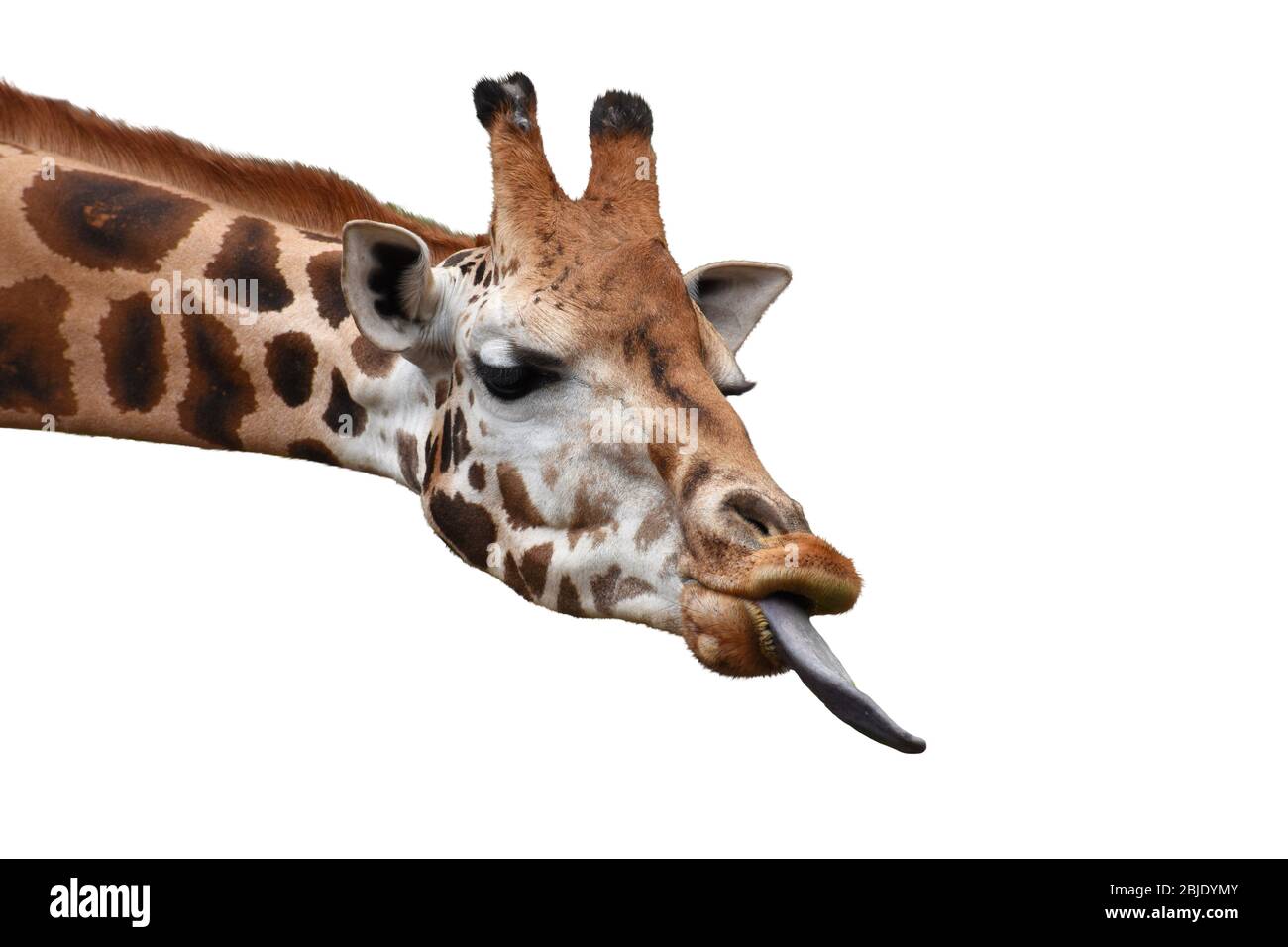 Tête de girafe drôle avec langue longue isolée sur fond blanc. Banque D'Images