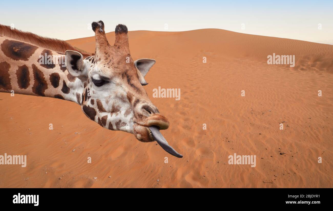 Une girafe amusante se dirige sur les dunes du désert. Banque D'Images
