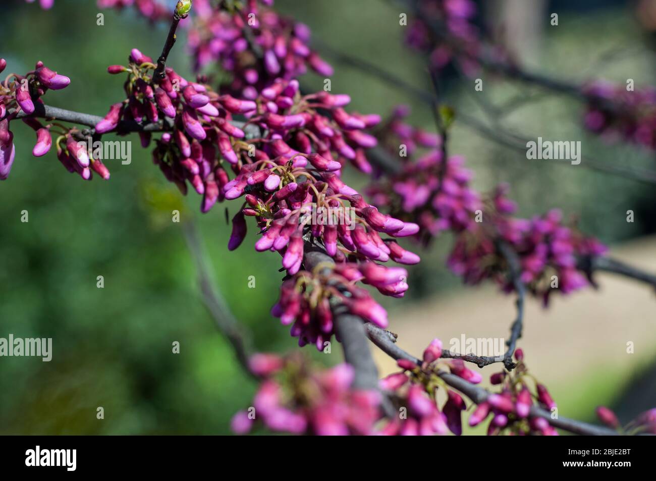 Bourgeon violet de l'arbre Judas ou du bourdon rouge européen (Cercas siliquastrum L.) au printemps. Jardins de Boboli, Florence, Toscane, Italie Banque D'Images