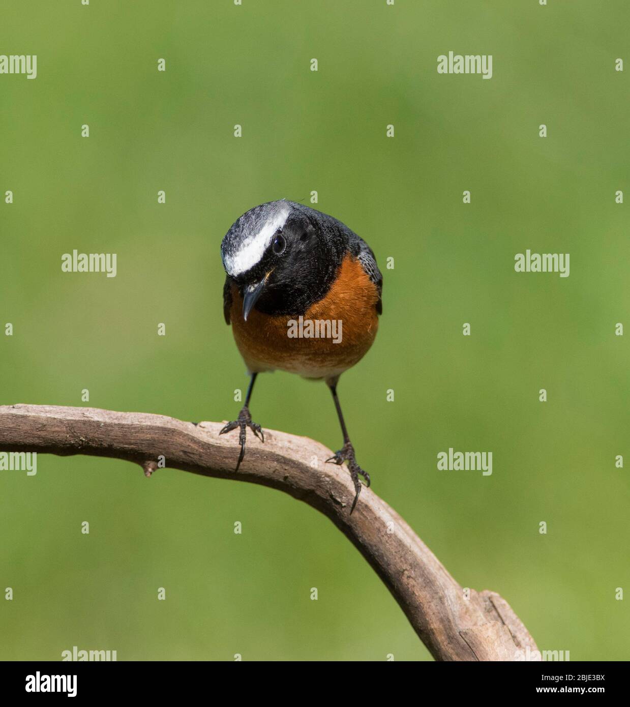 Mâles de la Paruline flamboyante (Phoenicurus phoenicurus) de l'Ouest dans un forêt de chênes dans le Peak District. Banque D'Images