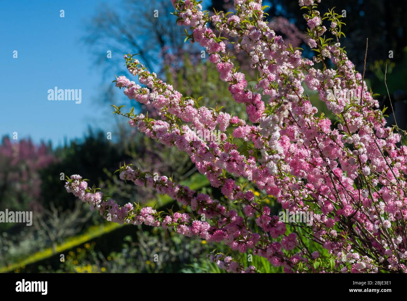 Amygdalus triloba (Prunus triloba), parfois appelé amande à fleurs dans les jardins de Boboli, Florence, Toscane, Italie. Banque D'Images