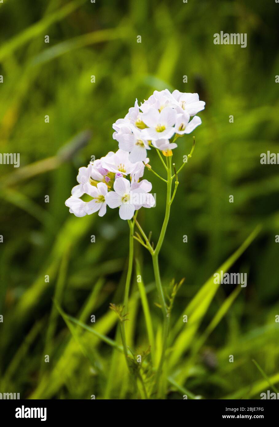 Cuckoo Flower ou Lady's Smack dans un verge d'herbe à Springtime. Banque D'Images