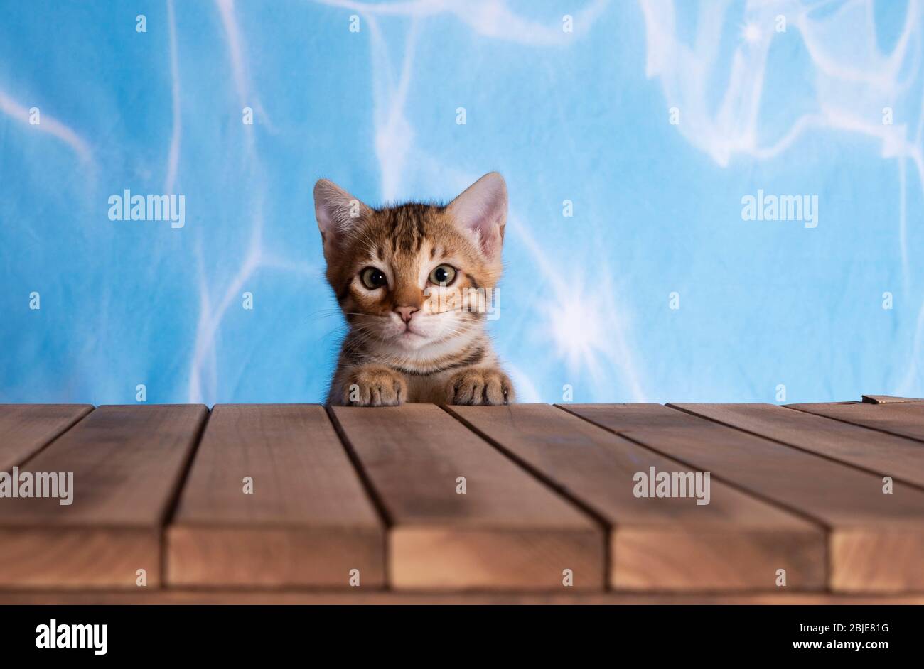 bengal chaton fond bleu d'eau avec parquet brun tabby à pois Banque D'Images