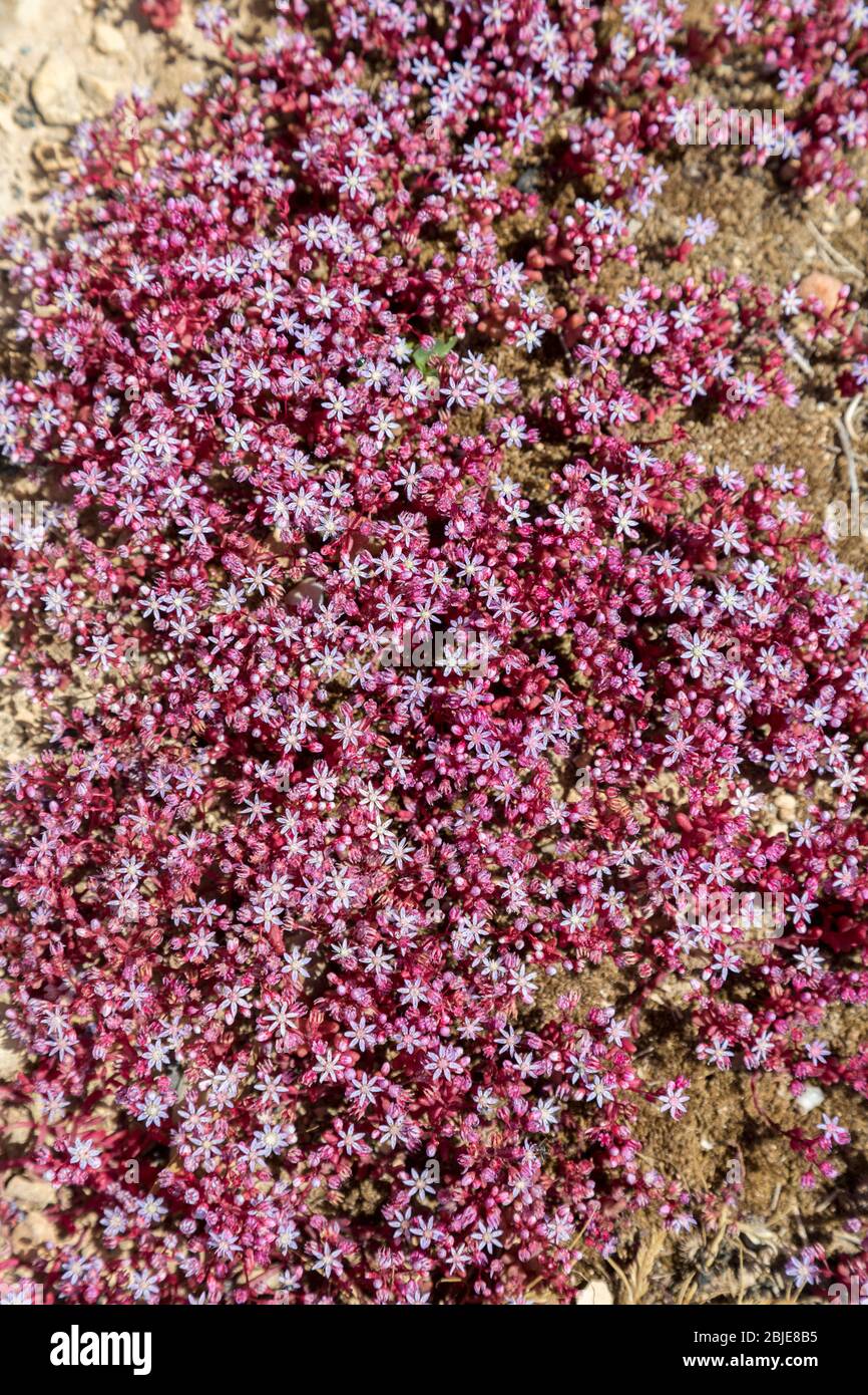 Feuille rouge (ou ciel ou bleu) stonecrop, Sedum caeruleum, sentier côtier Qrendi, Malte Banque D'Images
