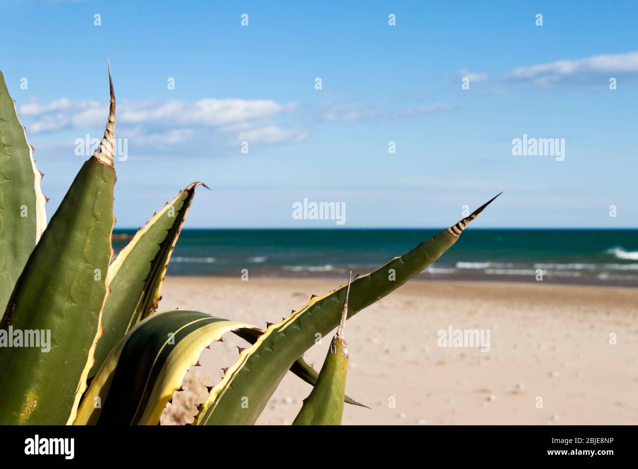 Agave Americana marginata sur la plage en mer Méditerranée en été Banque D'Images