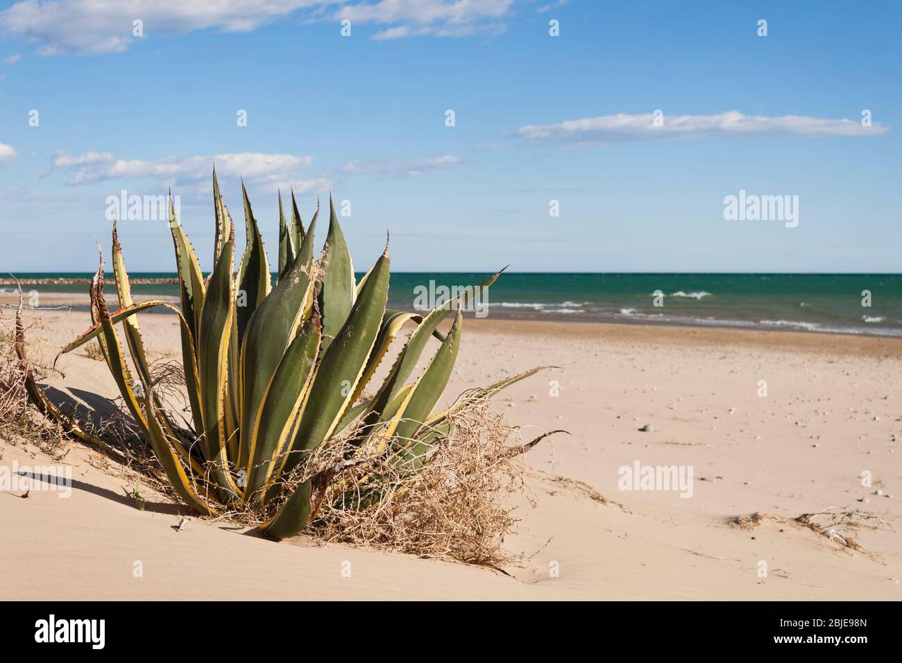 Agave Americana marginata sur la plage en mer Méditerranée en été Banque D'Images