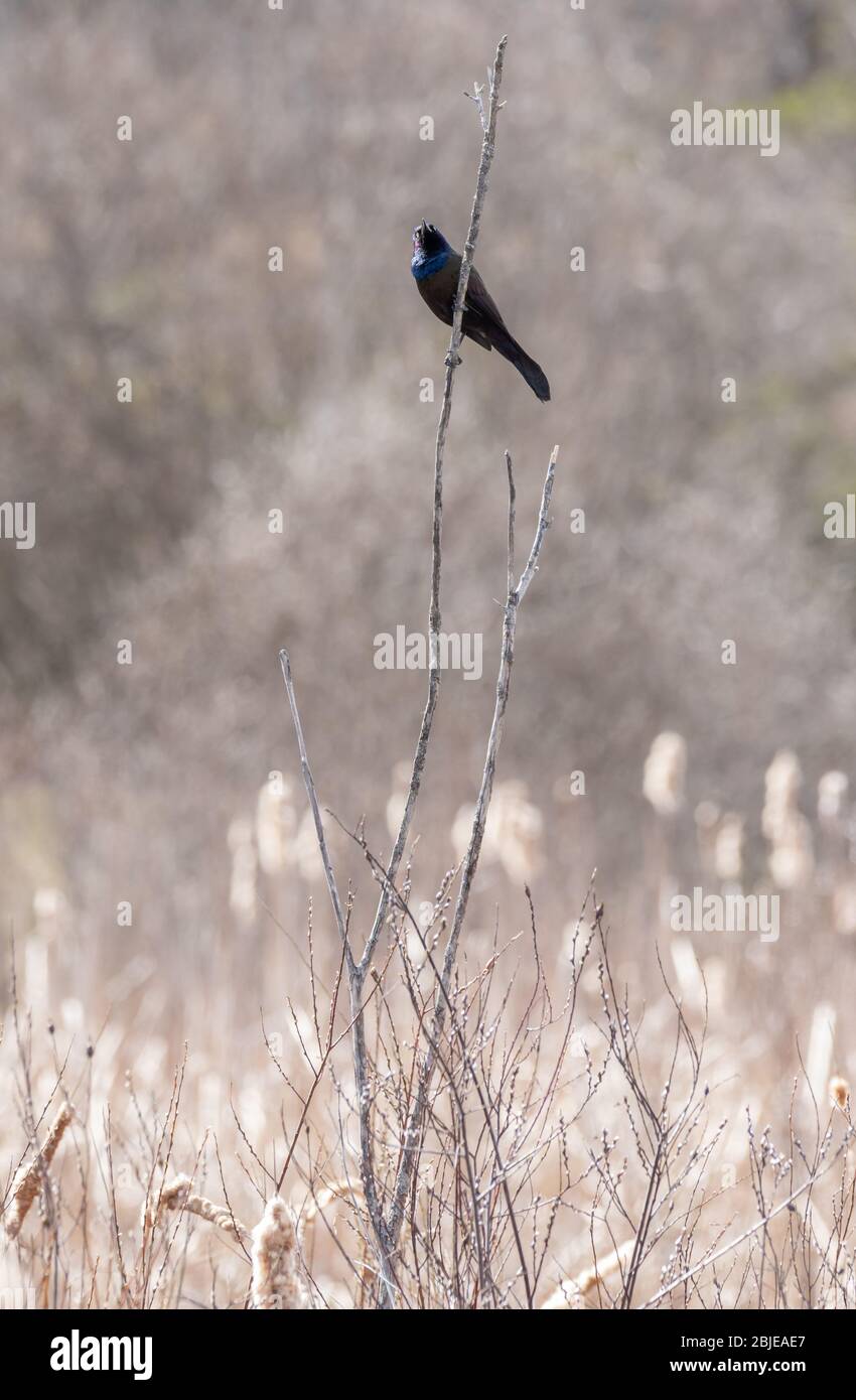 Une chardon commune solitaire est posée sur une vigne au-dessus d'un champ de queues souples et moelleuses au printemps Banque D'Images