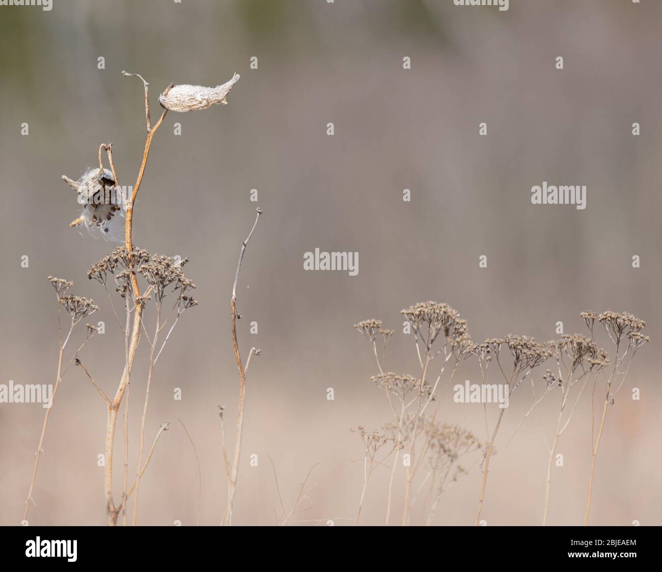 Un fond naturel de yarrow et de milkweed prêt à disperser les graines dans un champ de lumière diffuse Banque D'Images