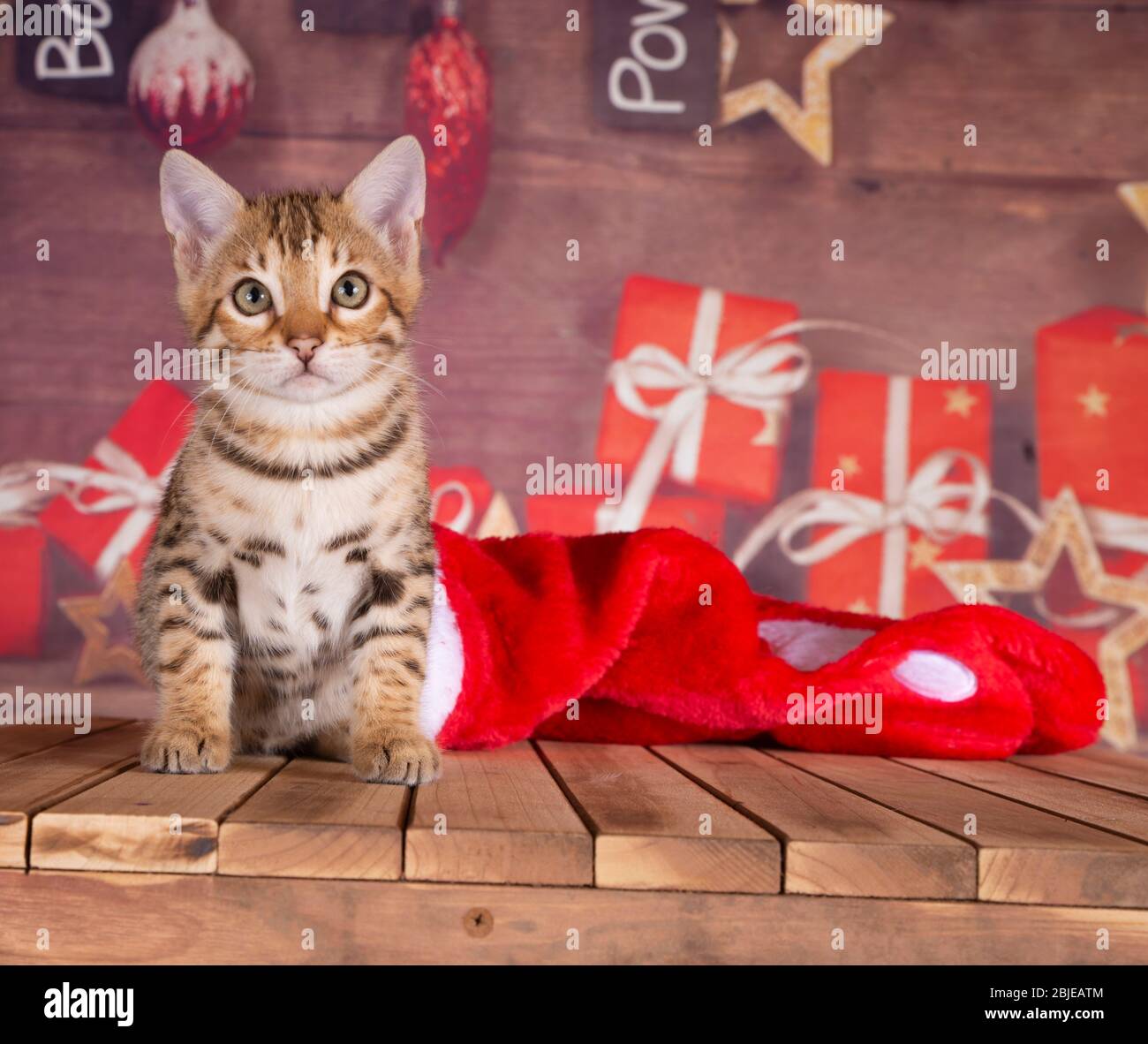 bengale chaton saison vacances chaussettes rouge Noël avec cadeau bakground Banque D'Images