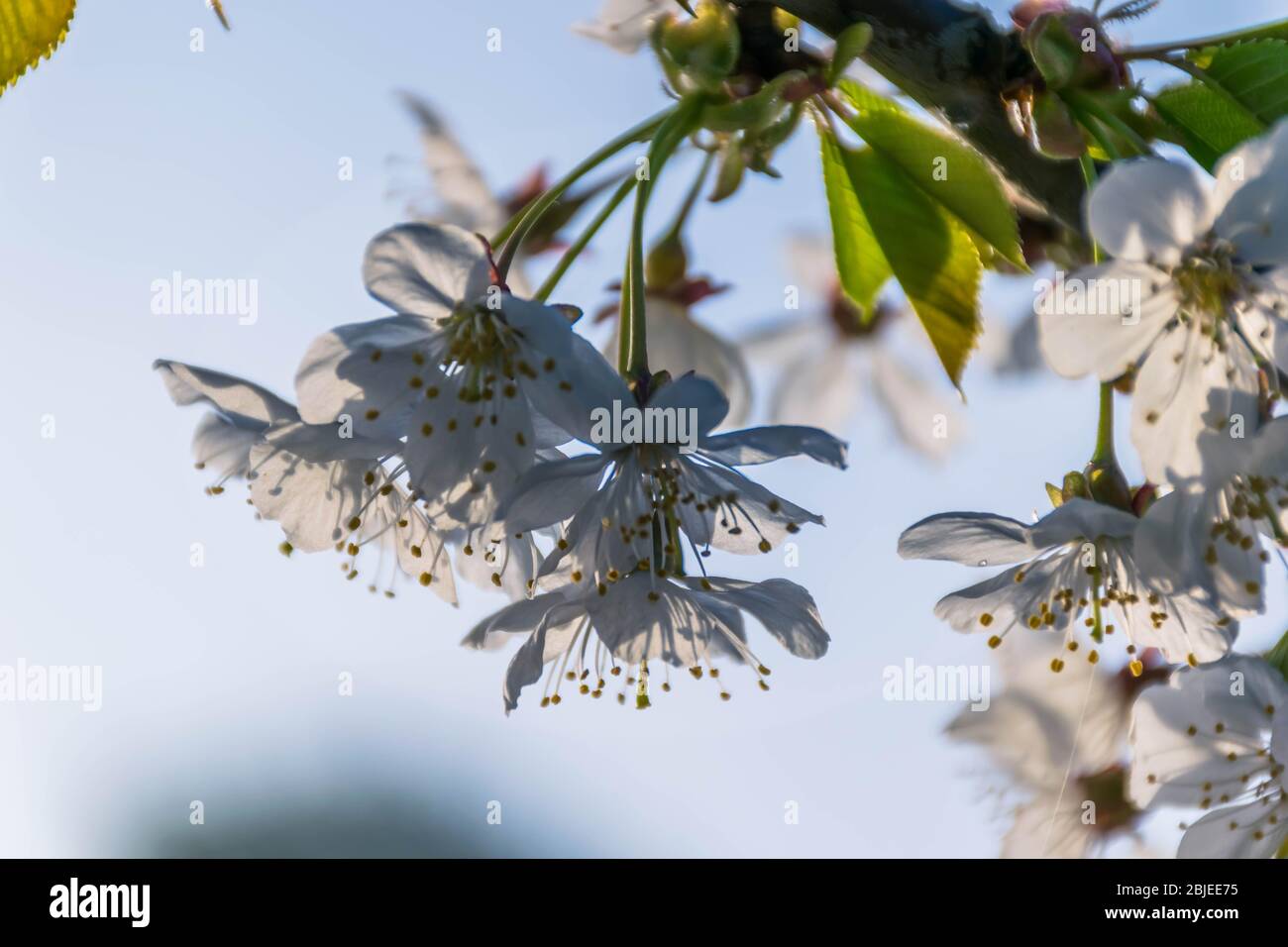 Fleur de cerisier blanc le matin Banque D'Images