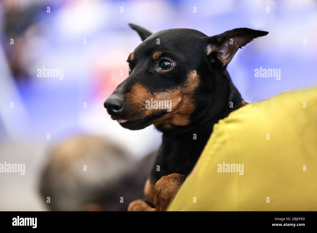 Doberman avec propriétaire à l'exposition de chien, à proximité Banque D'Images