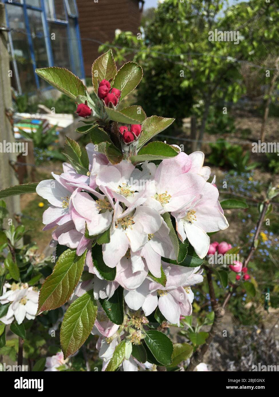 Brownlees Russet printemps fleurs fleuries fleurit. Variété d'Apple Malus domestica. Banque D'Images