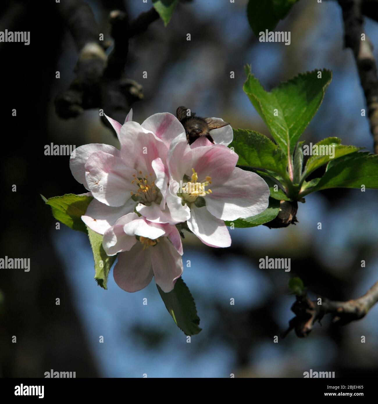 Fleur de pomme. Le blanc de la plantule de Malus domestica 'Bramley' a été rincé avec du rose. Banque D'Images