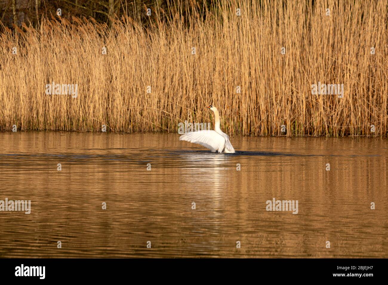 Un cygne muet rabats ses ailes dans le lac au Watergate Park à Gateshead, en Angleterre. Le parc est régénéré ancien terrain industriel. Banque D'Images