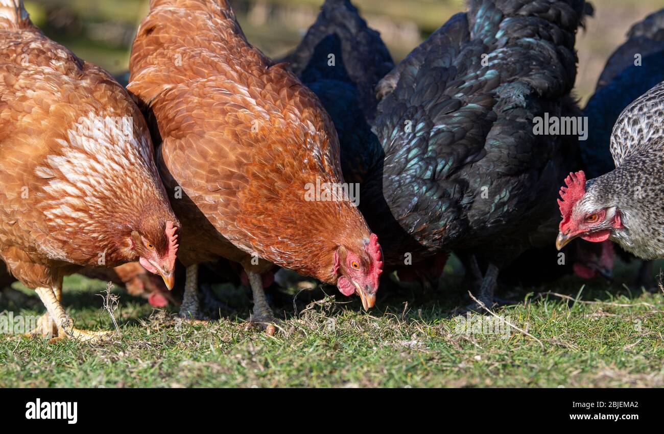 Poules de la gamme libre dans le champ à la recherche de nourriture. North Yorkshire, Royaume-Uni. Banque D'Images