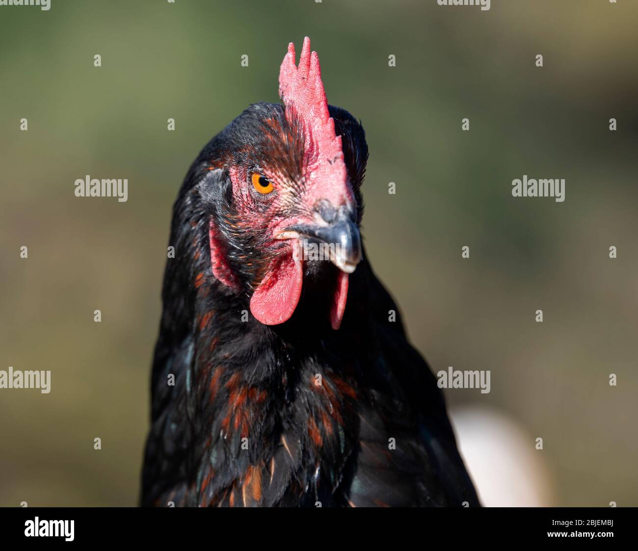 Poules de la gamme libre dans le champ à la recherche de nourriture. North Yorkshire, Royaume-Uni. Banque D'Images