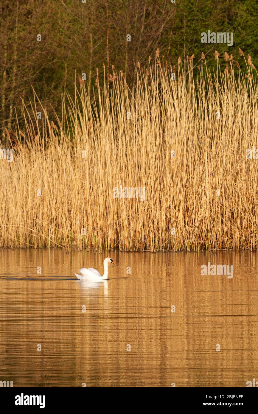 Un cygne nagne dans le lac du Watergate Park à Gateshead, en Angleterre. Le parc est régénéré ancien terrain industriel. Banque D'Images