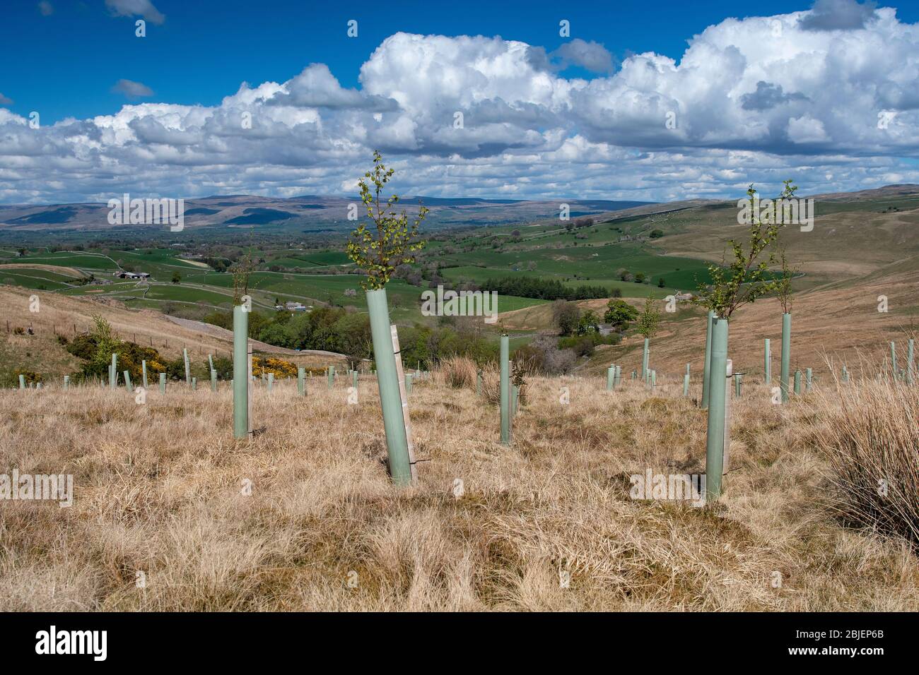 De nouveaux bois ont lanté sur des landes pour aider à prévenir les inondations et à créer de nouveaux habitats fauniques, Upper Eden, près de Kirkby Stephen, Cumbria, Royaume-Uni. Banque D'Images