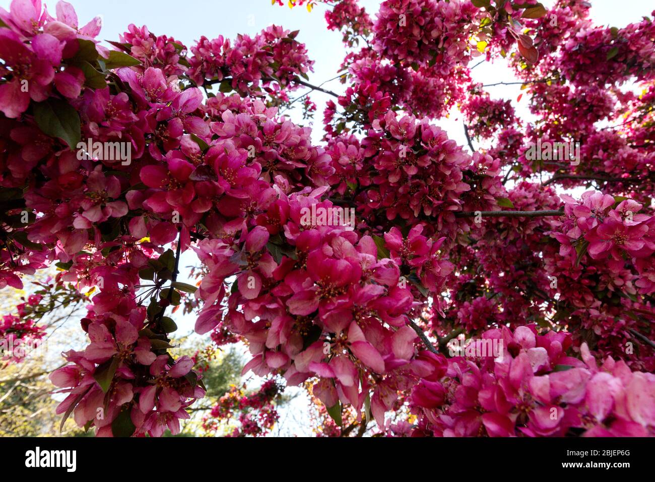 gros angle tiré sous un arbre de pommier de crabe de profusion en pleine floraison. Le nom scientifique de cet arbre à fleurs violet-rouge est malus moerlandsii Banque D'Images