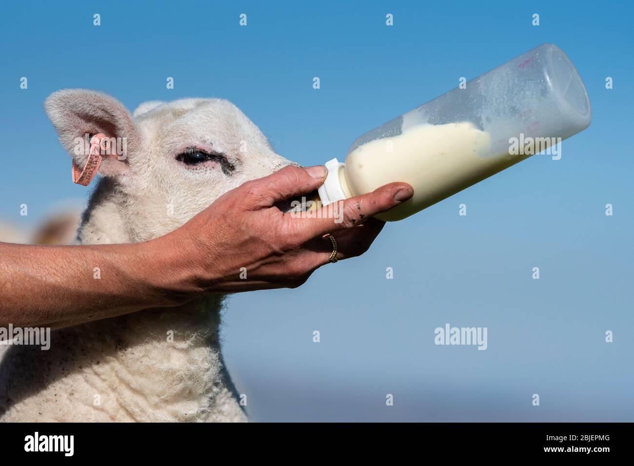 Un mignon agneau d'animal de compagnie est nourri à partir d'une bouteille. North Yorkshire, Royaume-Uni. Banque D'Images