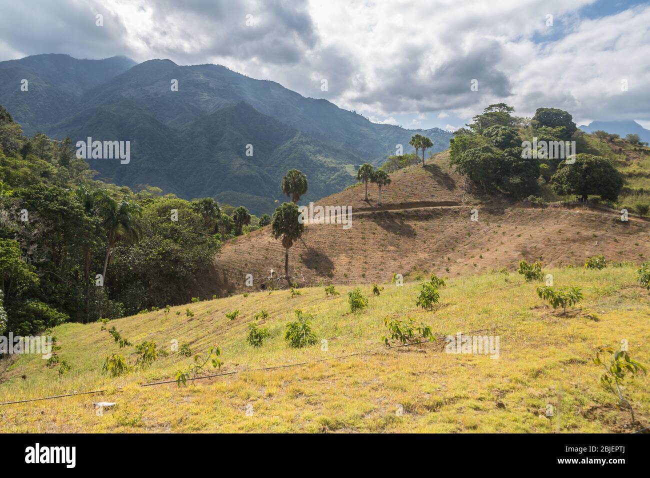 image dramatique de la campagne des caraïbes de fermes et de champs agricoles dans les montagnes de la république dominicaine. Banque D'Images