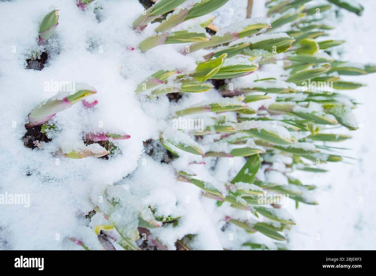 la tempête de neige peut givrer toutes nos fleurs et plantes dans le jardin Banque D'Images