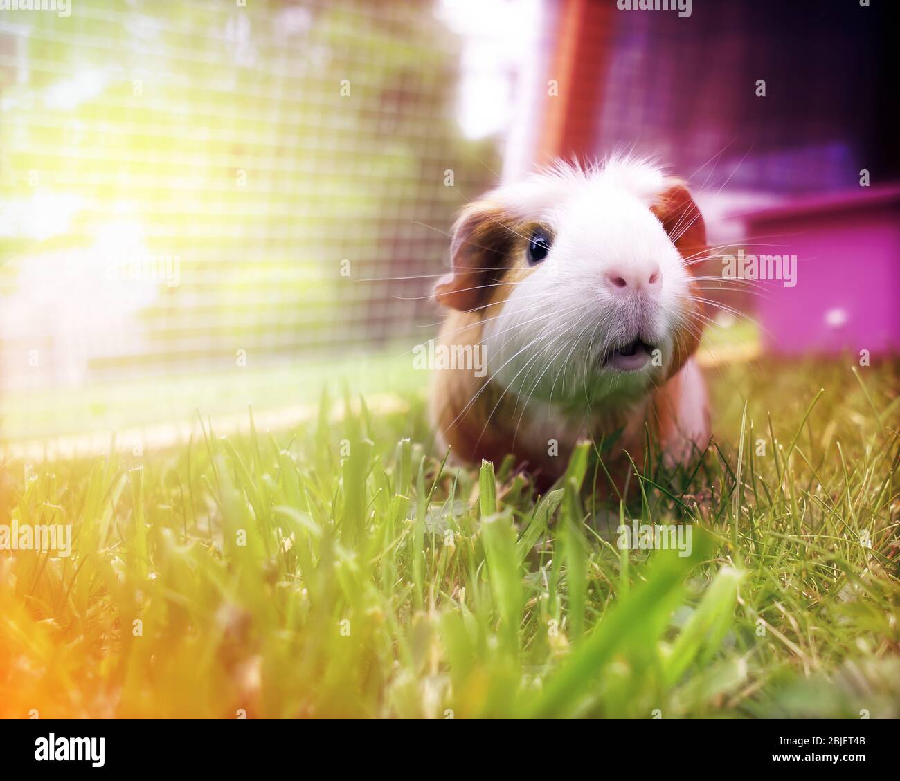 Guinea Pig Pet Banque D Image Et Photos Alamy