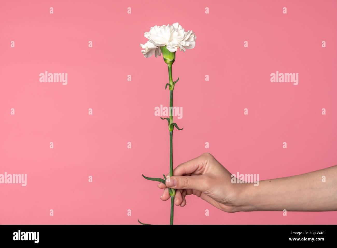 La main féminine tient une fleur de carnation tendre isolée sur fond rose poudré Banque D'Images