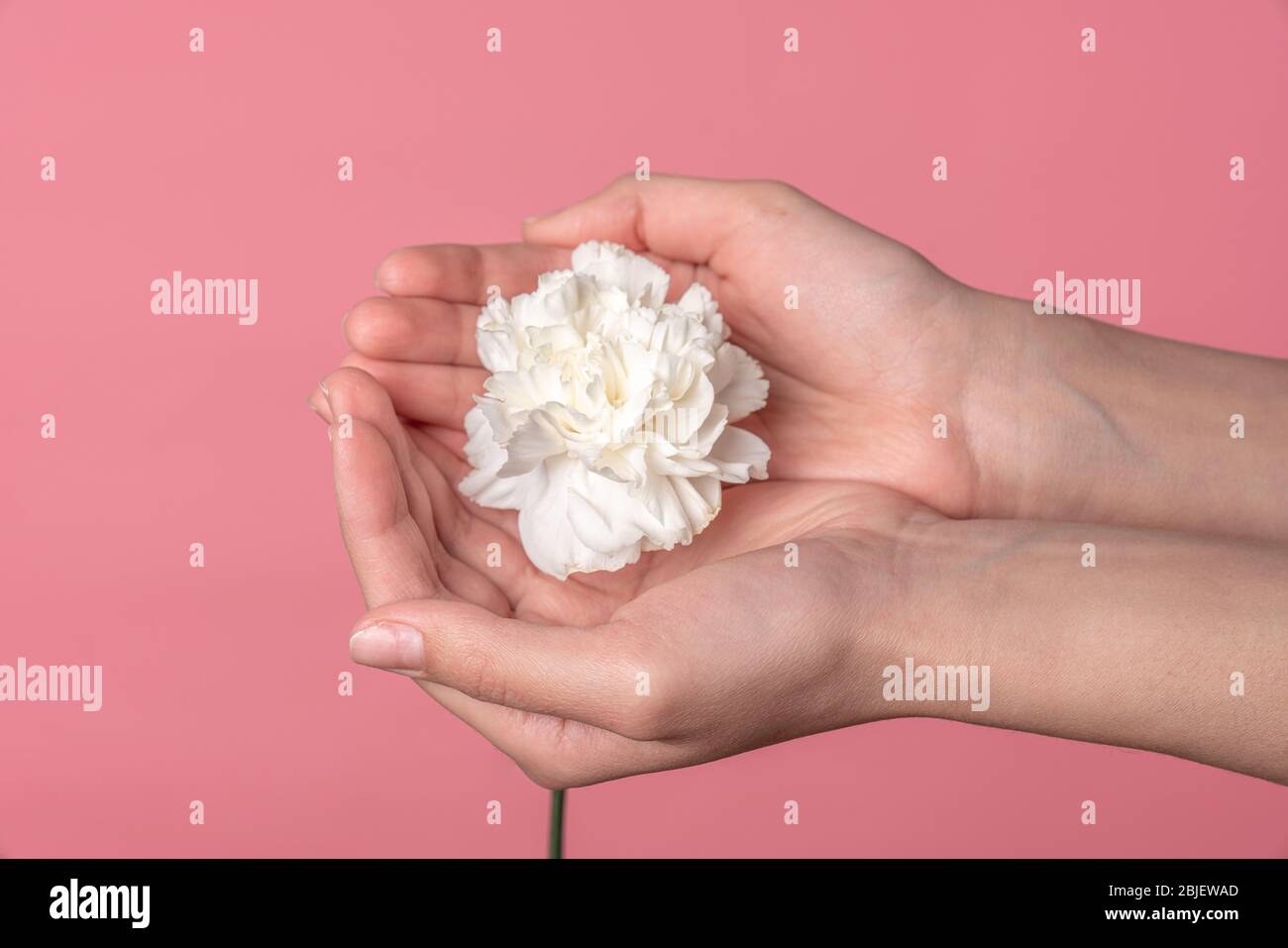 Paumes femelles tenant des fleurs de carnation blanches, gros plan photo Banque D'Images